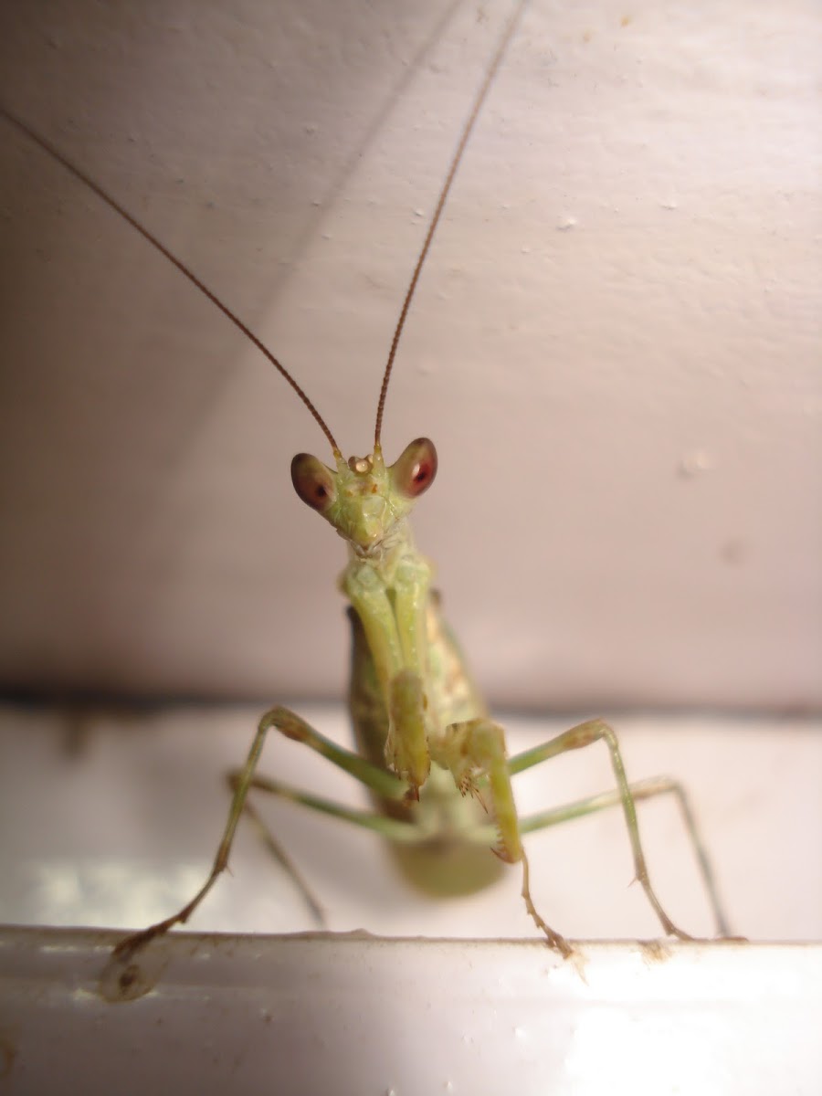 Praying mantis