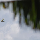 Intermediate egret