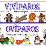 oviparos y viviparos