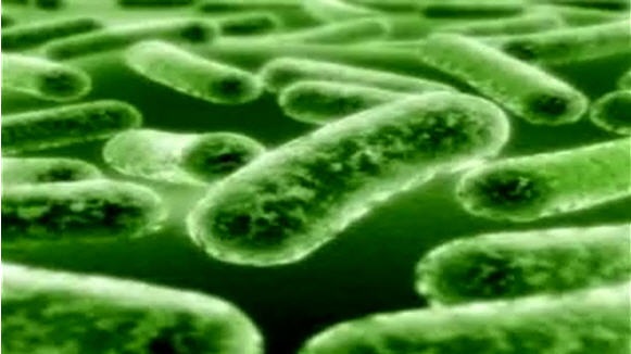 [bacteria[3].jpg]