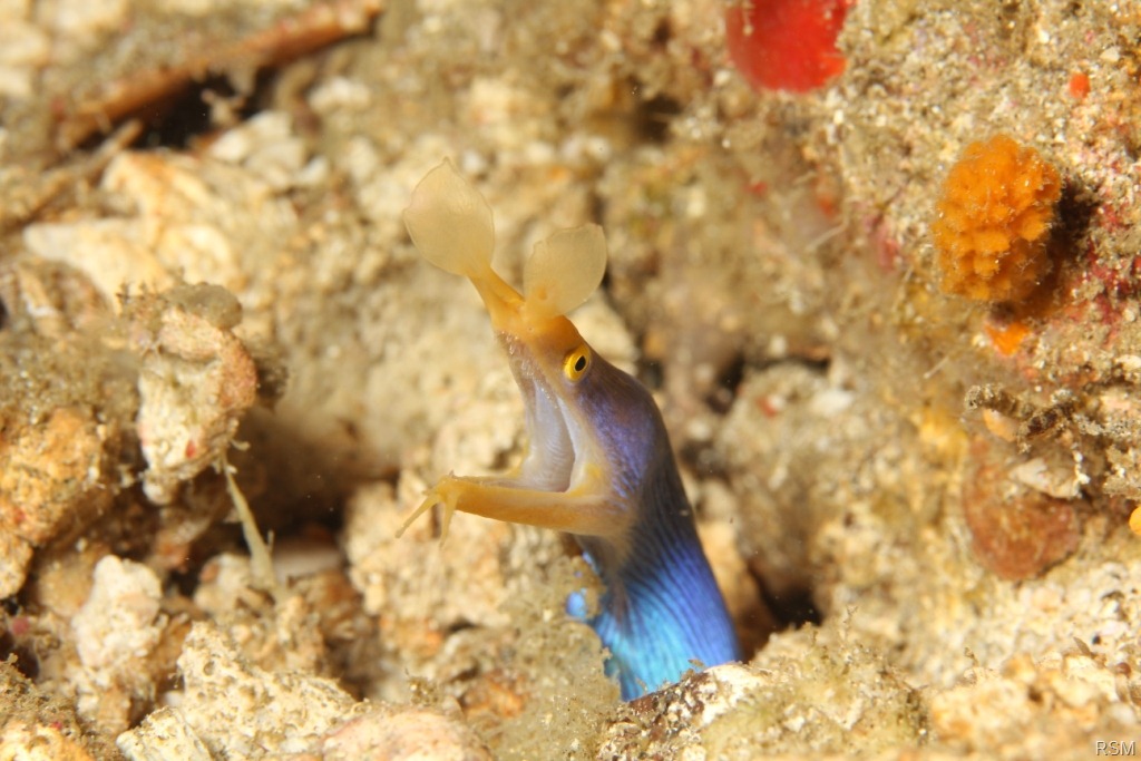 [Male Blue ribbon eel c[6].jpg]
