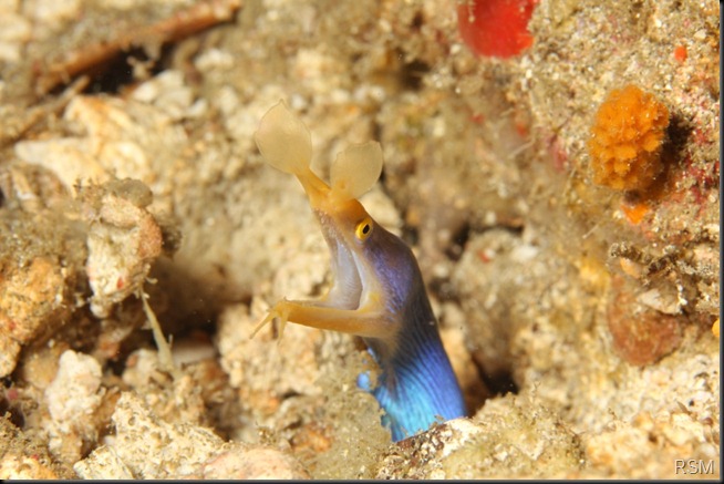 Male Blue ribbon eel c