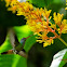 Rufous Tailed Hummingbird