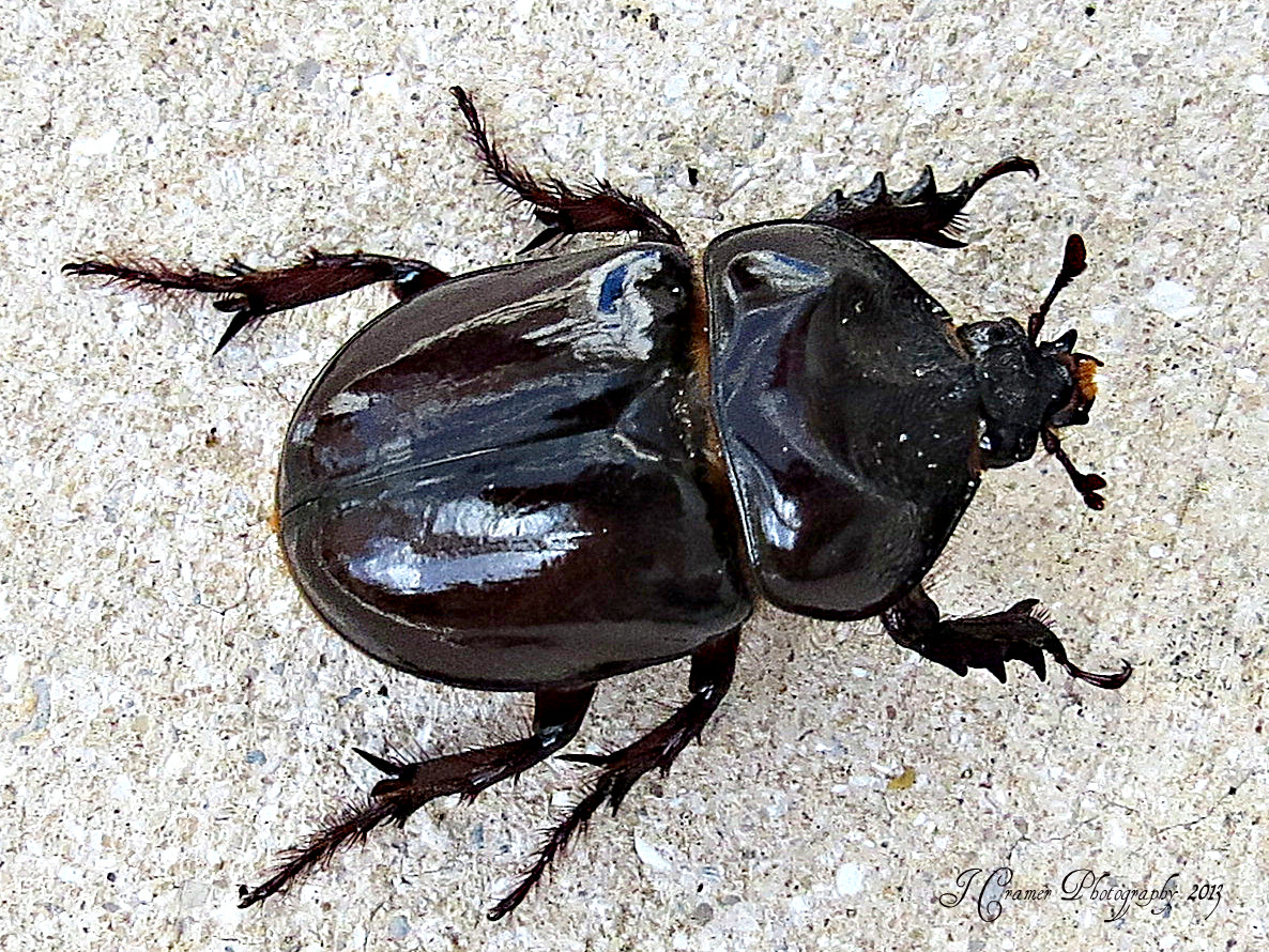Triceratops Beetle