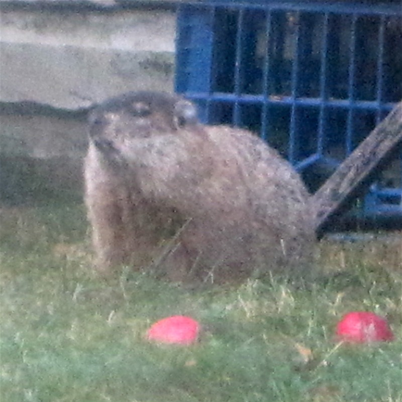 Woodchuck