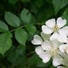 Multiflora Rose