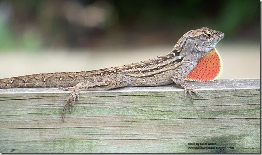 brown anole 2 018cs