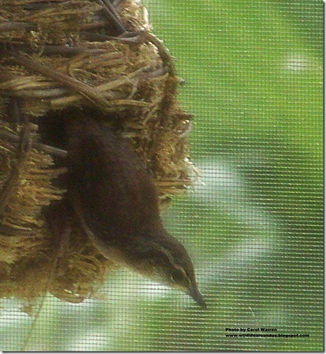 baby wrens fledging 047cs