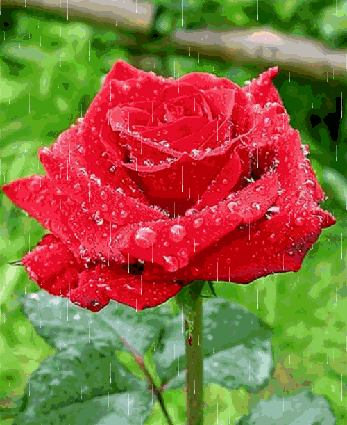 FLOR.png