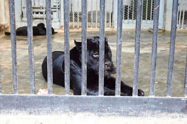 Поход в николаевский зоопарк.