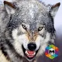 Wolf Simulator icon