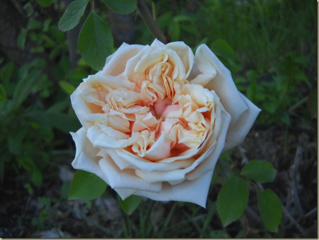 DSCN2242 DSCN2242