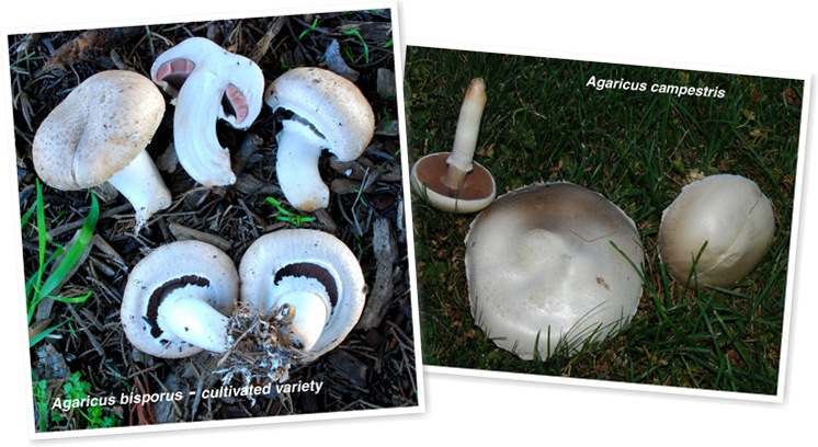 View mushrooms - agaricus