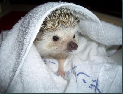Ёжик в полотенце