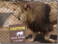 lion warning