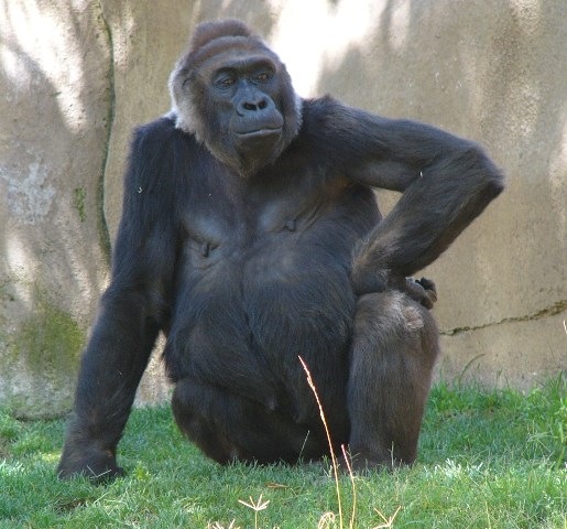 [wild animal park 3 gorilla.jpg]
