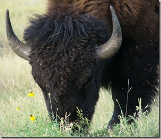 csp bison headshot