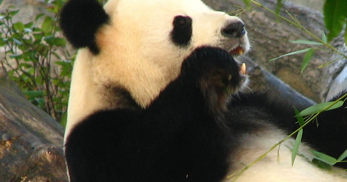 Hewan Panda  yang  Imut  dan Menggemaskan