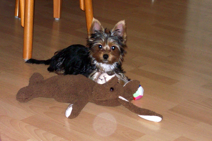 Lulu%2009.nov..jpg