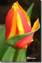 Tulipa Yellow Dawn
