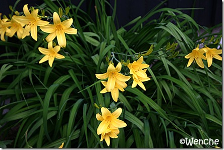 Hemerocallis