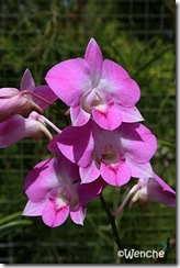 Dendrobium-Nopporn-Pink
