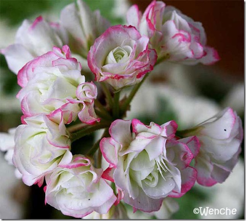 Twins Pelargonium: 'Westdale Appleblossom