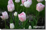 TulipaAngelique5