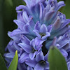 Hyacinth (plant)