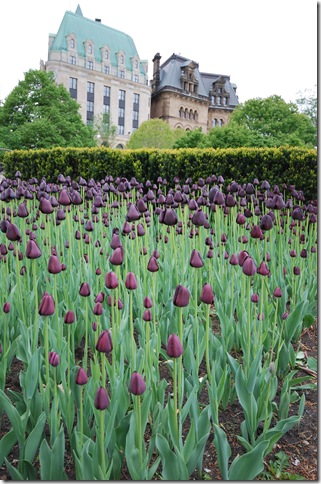 tulips Ottawa