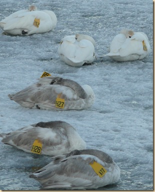 tagged swans