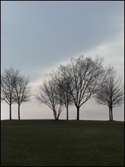 bare trees