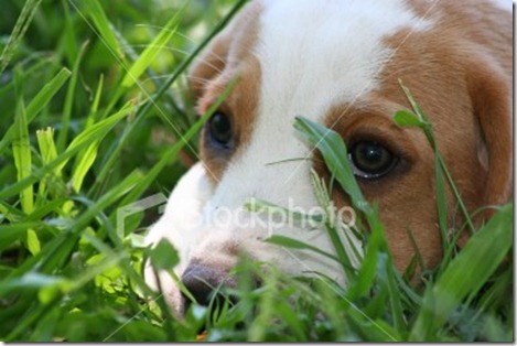 istockphoto_1125127-puppy-hiding-in-grass