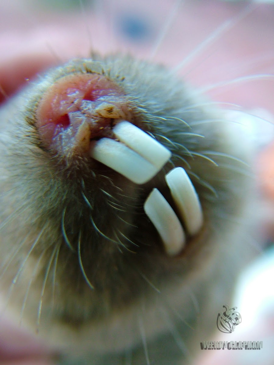 Common mole rat