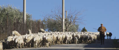 Schafherde auf Sizilien