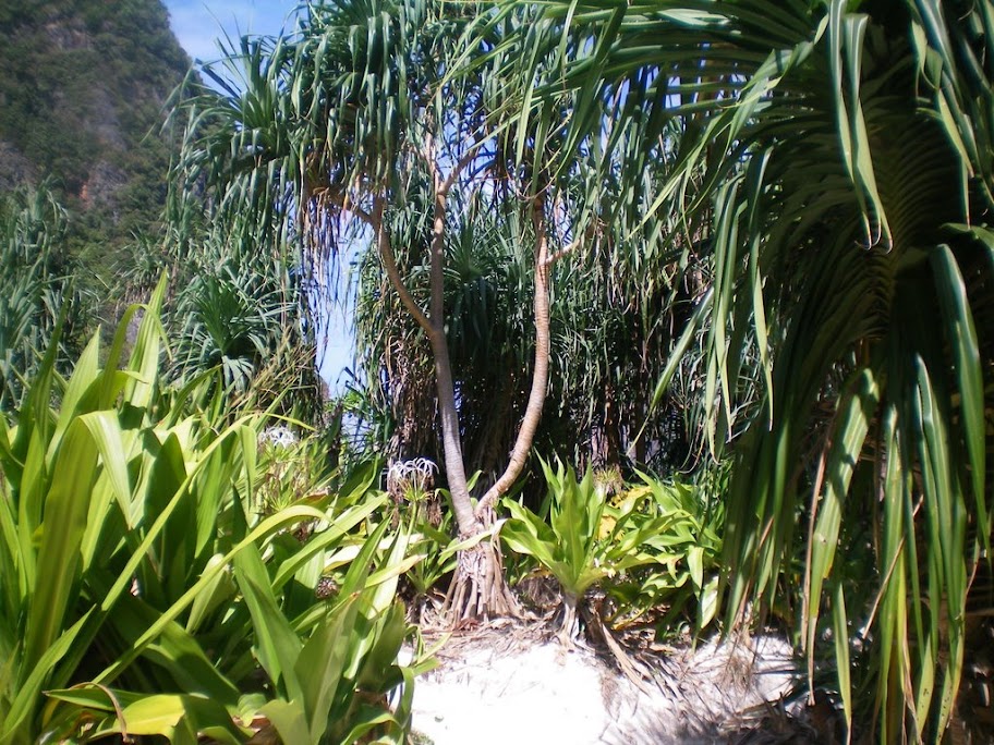 Maya Bay: version jungle