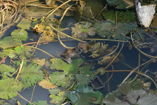 Grenouille dans une sorte de marre