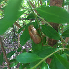 Cicada Exoskeleton