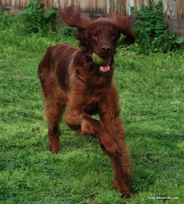Photo submitted by Sheryl Wall Irish Setter