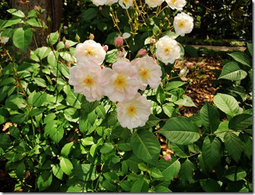 10.  White flowers