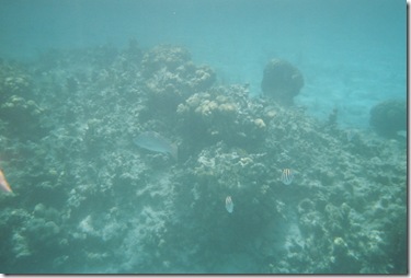 96.  Snorkeling