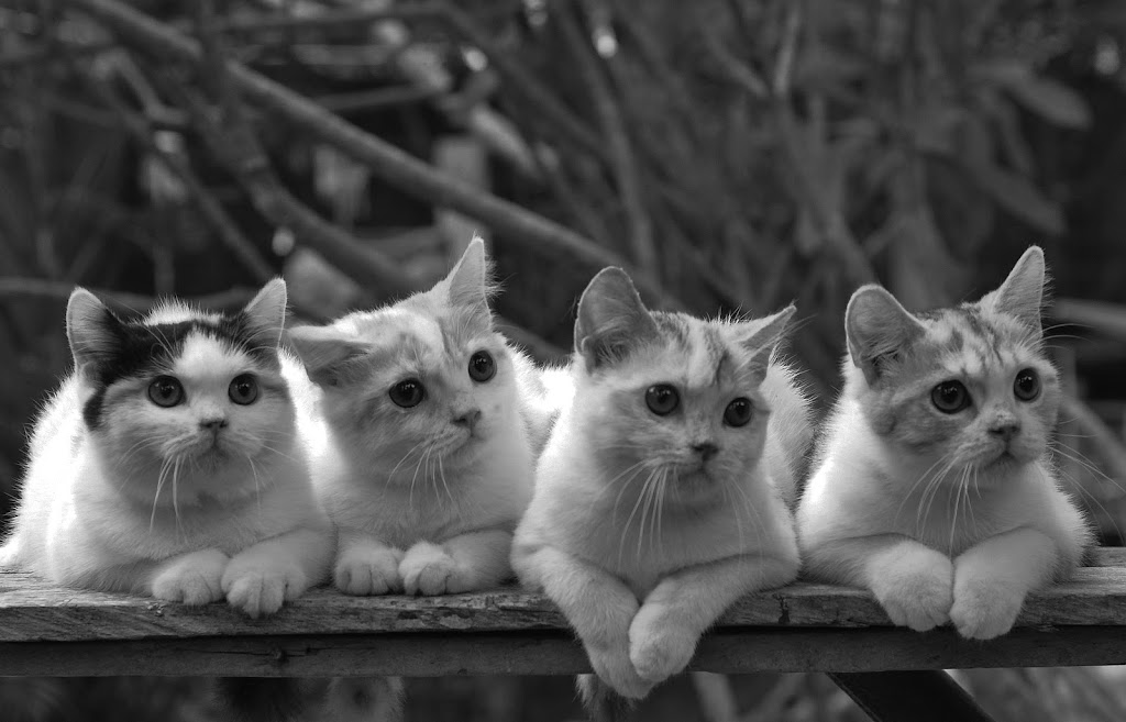 Photo Contest My Pet in Black and White Pixoto