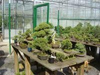 Tuincentrum Bauwens Bonsai