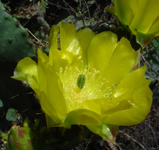 Nopal