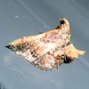 Pyralid moth