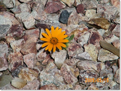 African daisy in the pebbles