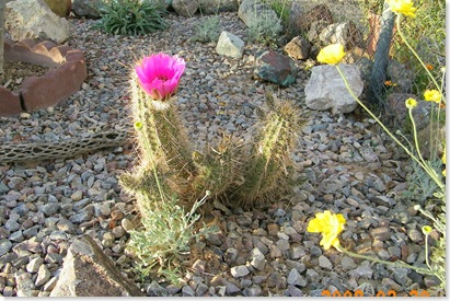 pink Hedgehog cactus