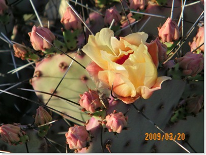 prickly pear cactus  rose