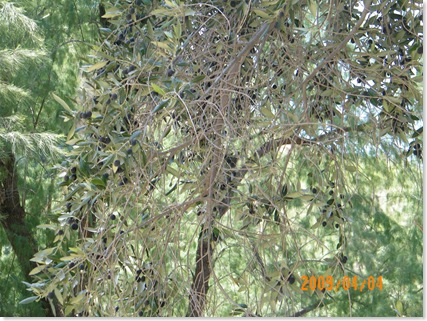 common olive tree with olives