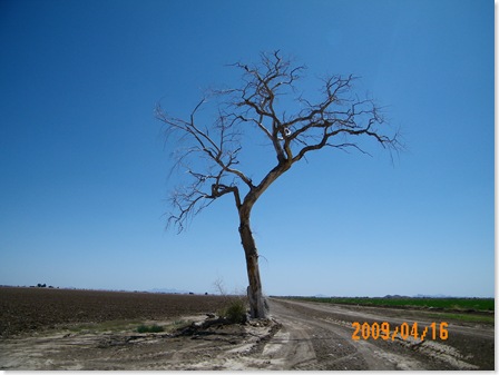 my favorite local dead tree in Pinal County, AZ